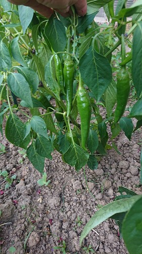 Growreport Bild 17