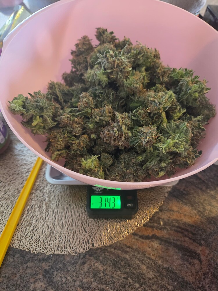 [Geerntet Tag 63] 420 vs 9 Pound Hammer - Neues Minzelt von Secret Jardin - Enrico Grows High Speed Buds feat. For Twenty 100