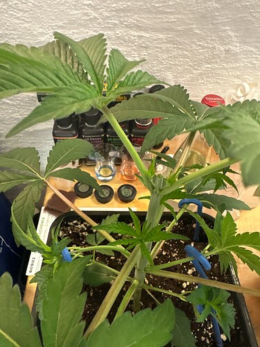 Growreport Bild 97
