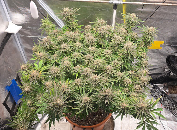 Growreport Bild 7