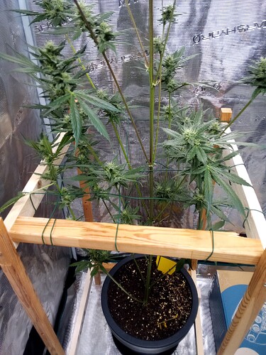 Growreport Bild 17