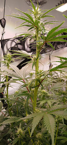Growreport Bild 13