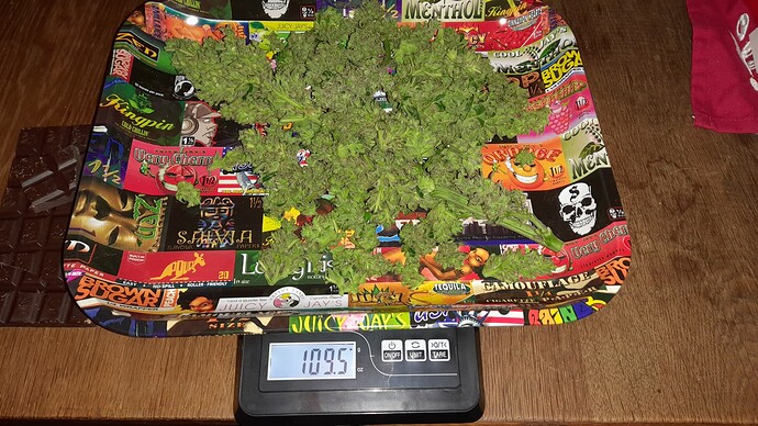 Growreport Bild 72