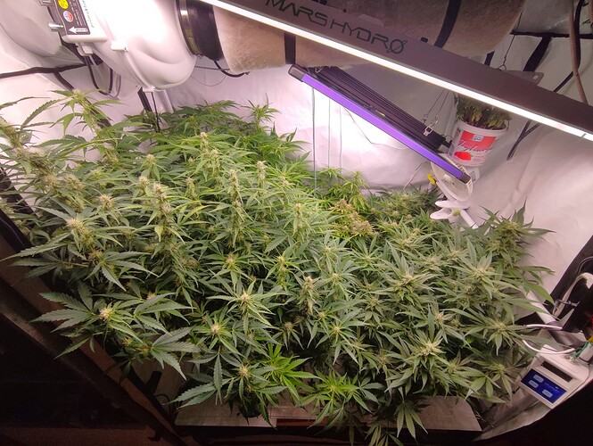 Growreport Bild 73