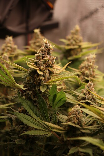 Growreport Bild 34