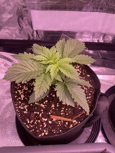 Growreport Bild 4