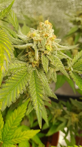 Growreport Bild 1