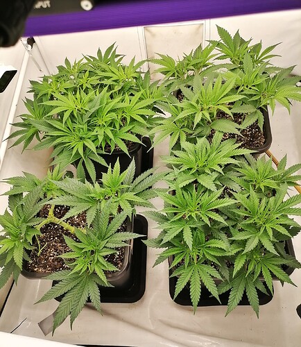 Growreport Bild 19