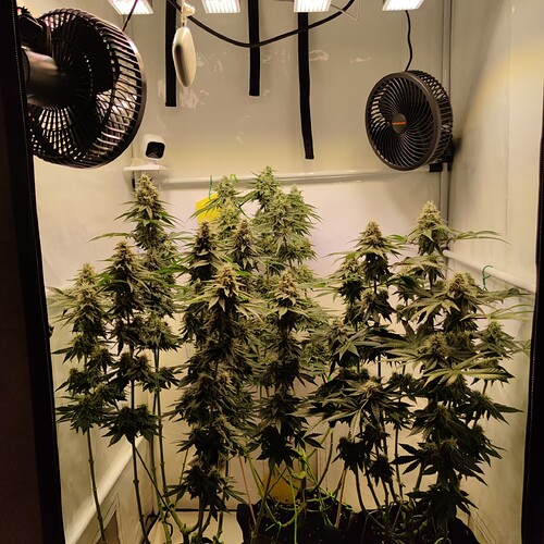 Growreport Bild 5