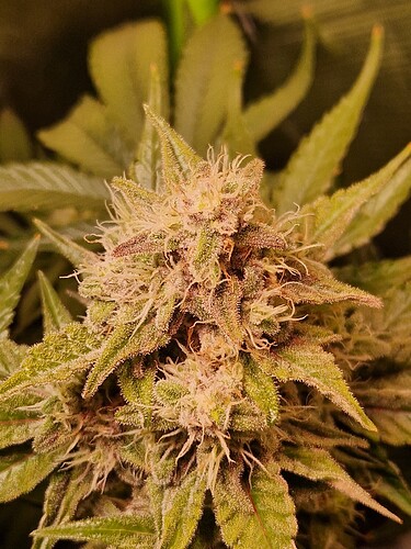 Growreport Bild 10