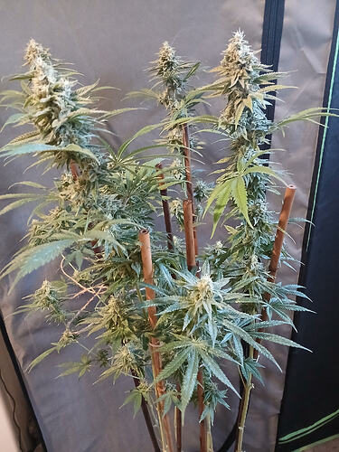 Growreport Bild 6