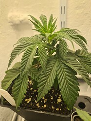 Growreport Bild 7
