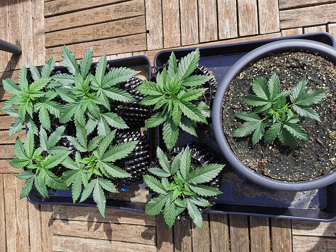 Growreport Bild 10