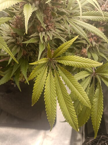 Growreport Bild 9