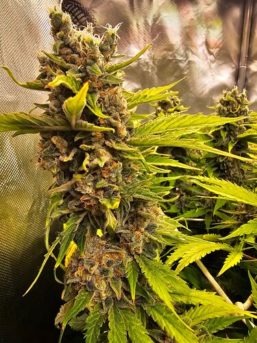 Growreport Bild 4