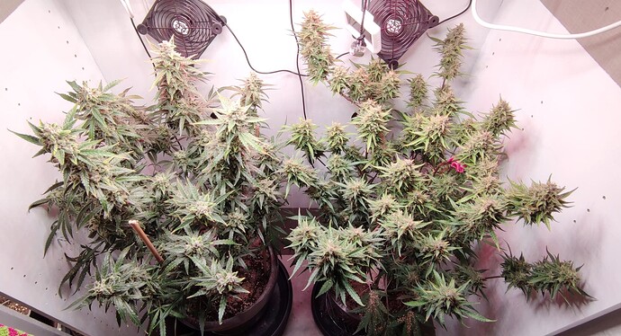 Growreport Bild 33