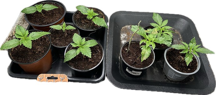 Growreport Bild 3