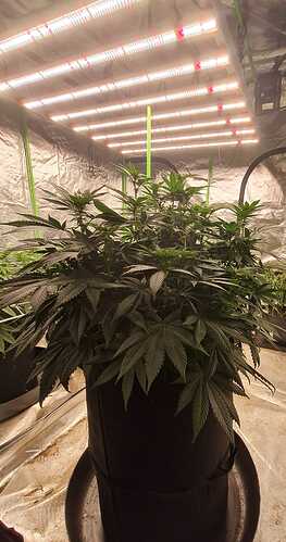 Growreport Bild 17
