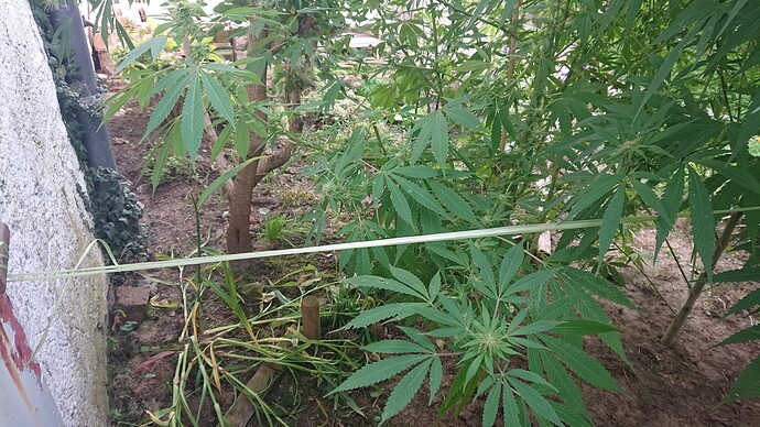Growreport Bild 3