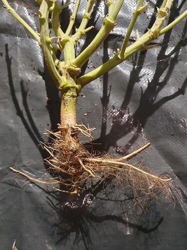 Growreport Bild 41