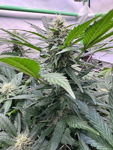 Growreport Bild 8