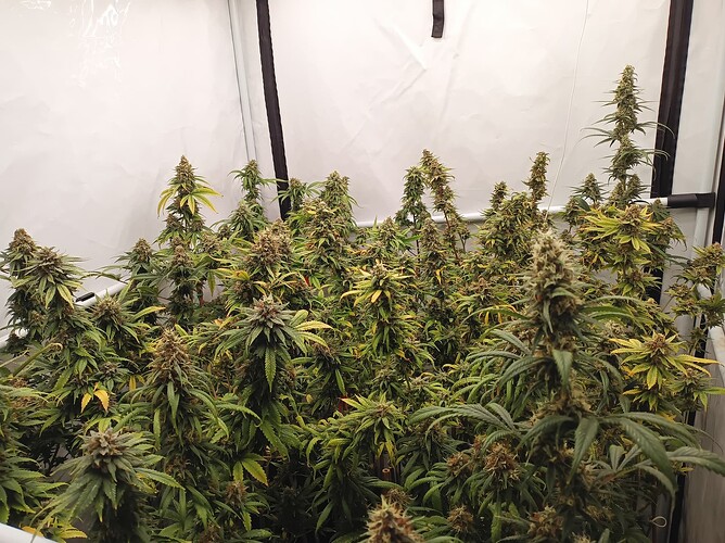 Growreport Bild 36