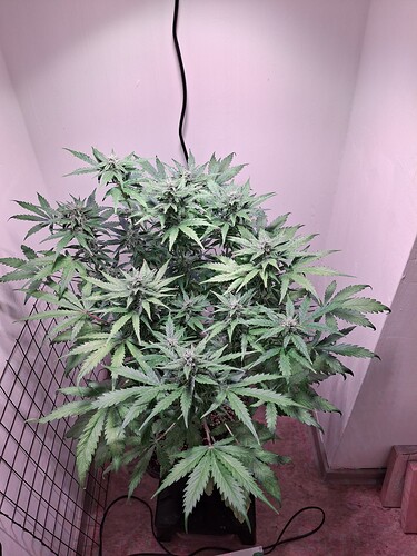 Growreport Bild 20