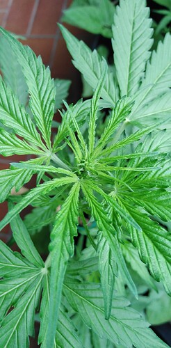 Growreport Bild 6