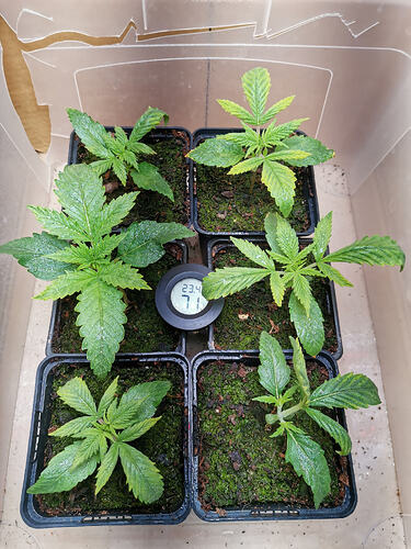 Lucky Hemp LT10 (1)