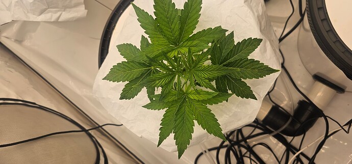 Growreport Bild 30