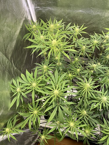 Growreport Bild 16