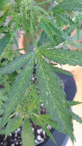Growreport Bild 25