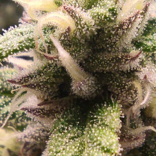 Growreport Bild 9