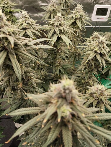 Growreport Bild 4