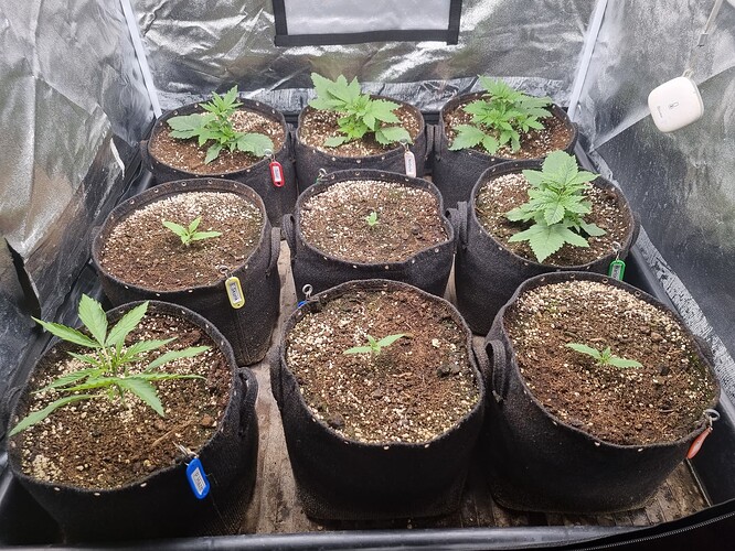 Neun junge Cannabispflanzen in Vlies-Töpfen, die in einem Zelt wachsen. Einige Pflanzen sind Sämlinge, andere haben bereits mehrere Blattpaare entwickelt.