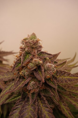 Growreport Bild 25