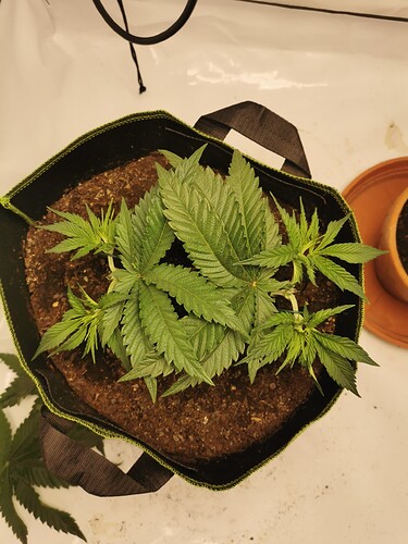 Growreport Bild 2