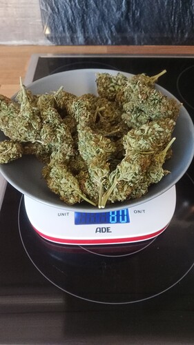 Growreport Bild 11