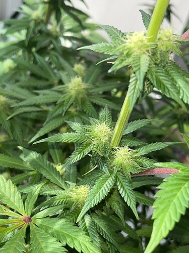 Mimosa Bud 7624 2