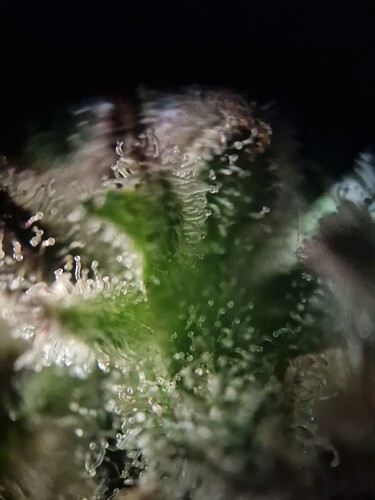 Growreport Bild 38