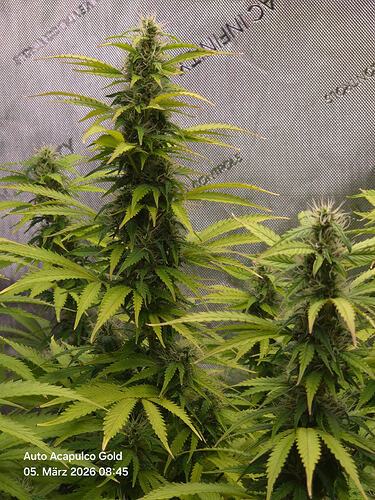 Zwei blühende Cannabis-Pflanzen in einem Growzelt, eine im Vordergrund und eine leicht versetzt im Hintergrund.