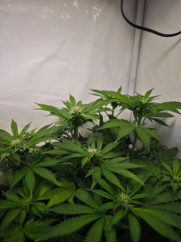 Growreport Bild 32