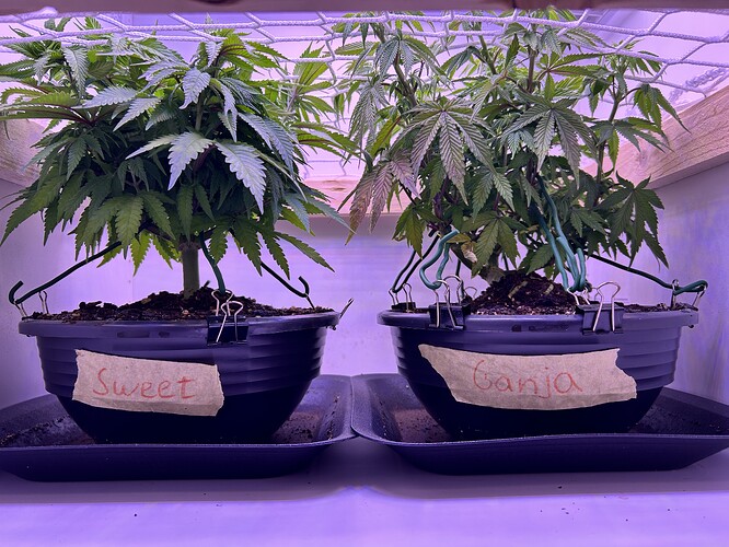 Zwei Cannabis-Pflanzen in schwarzen Töpfen unter einem Scrog-Netz, beschriftet mit 'Sweet' und 'Ganja'.