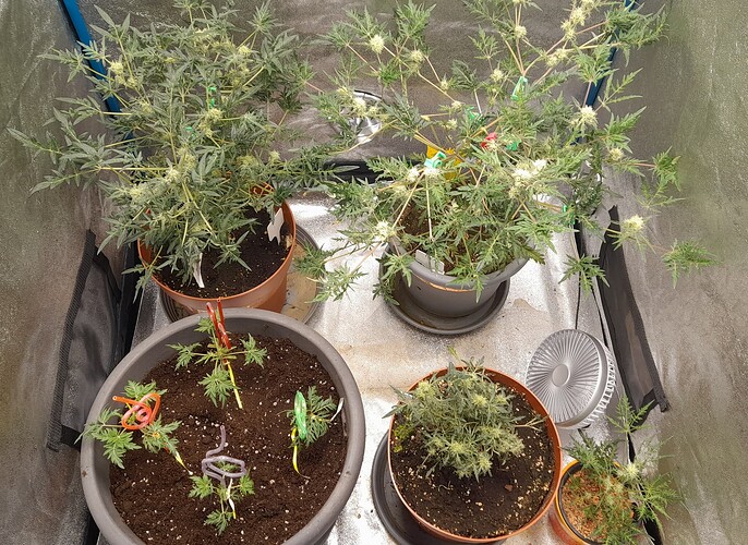 Growreport Bild 6