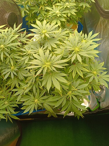 Growreport Bild 5
