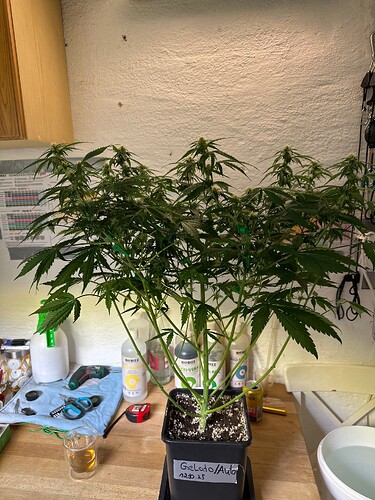 Growreport Bild 80