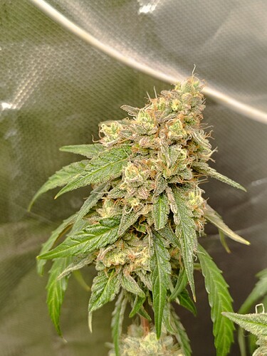 Eine Nahaufnahme eines Cannabis-Buds in der Blütephase, mit sichtbaren Trichomen und Blättern.