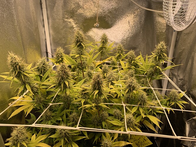 Growreport Bild 2