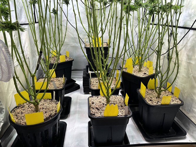 Growreport Bild 115