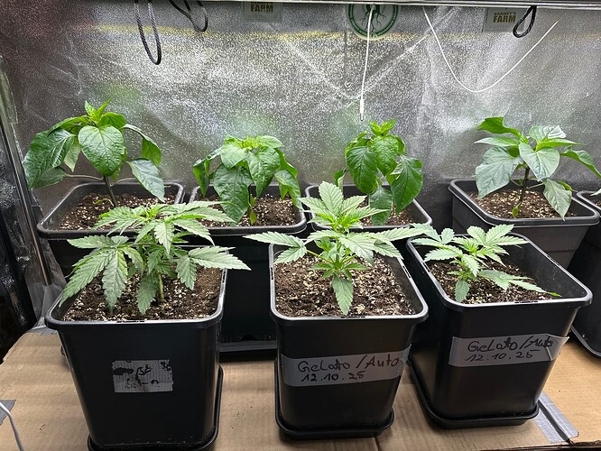 Growreport Bild 17